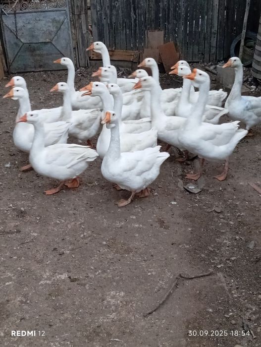 Gâște chinezești