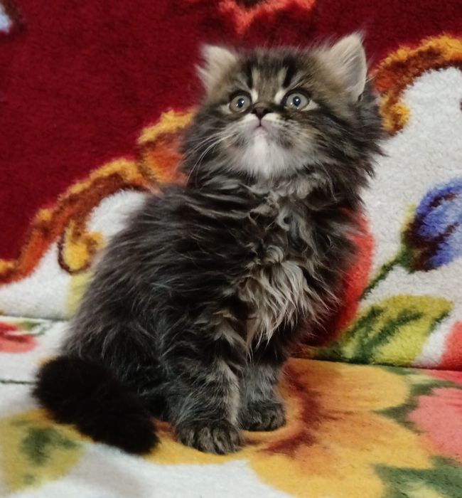Maine Coon băiețel