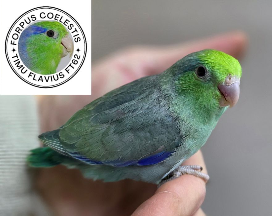 Papagali sociabili , forpus coelestis