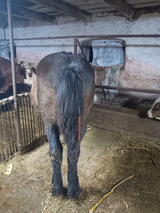 Minz de vinzare voarte cuminte