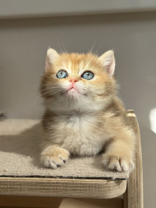 Британские Котята в окрасе Шиншилла