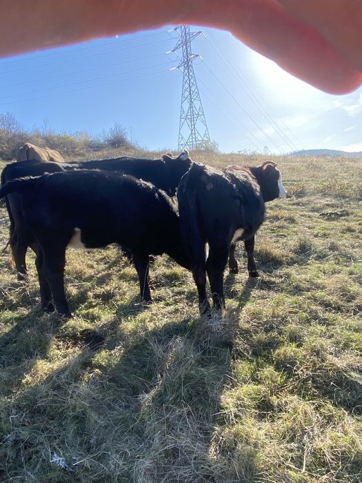 De vanzare doua junici