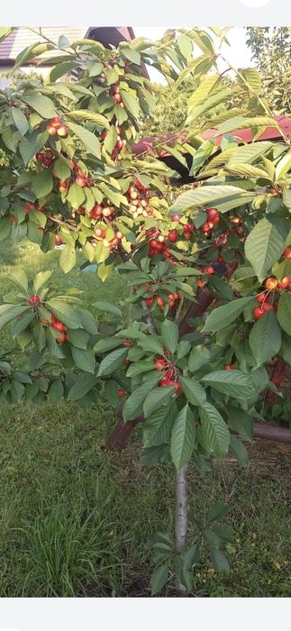 Prun.Ciresi.Mar.Alun.Nuci Chandler Aronia.Trandafiri pomisor.Afin."RO