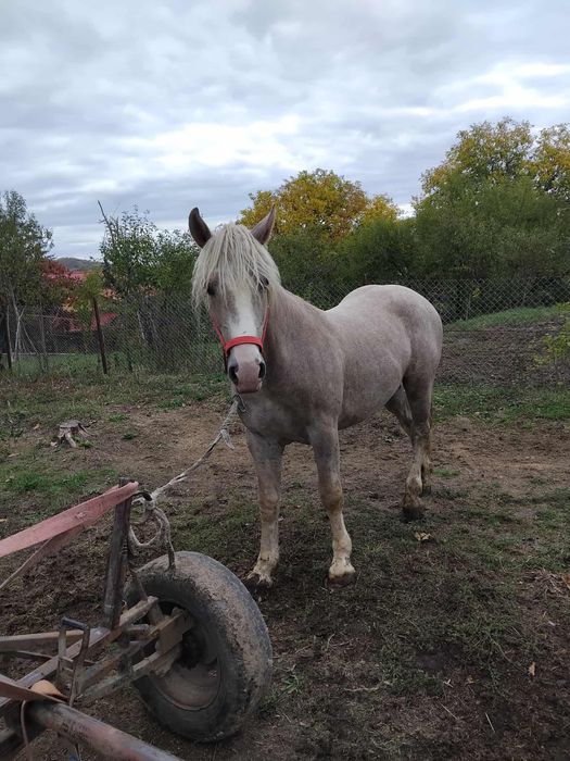 Vand carlan  1.8 luni