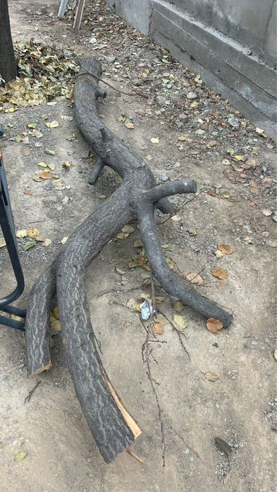 Отын бар тегін!!!