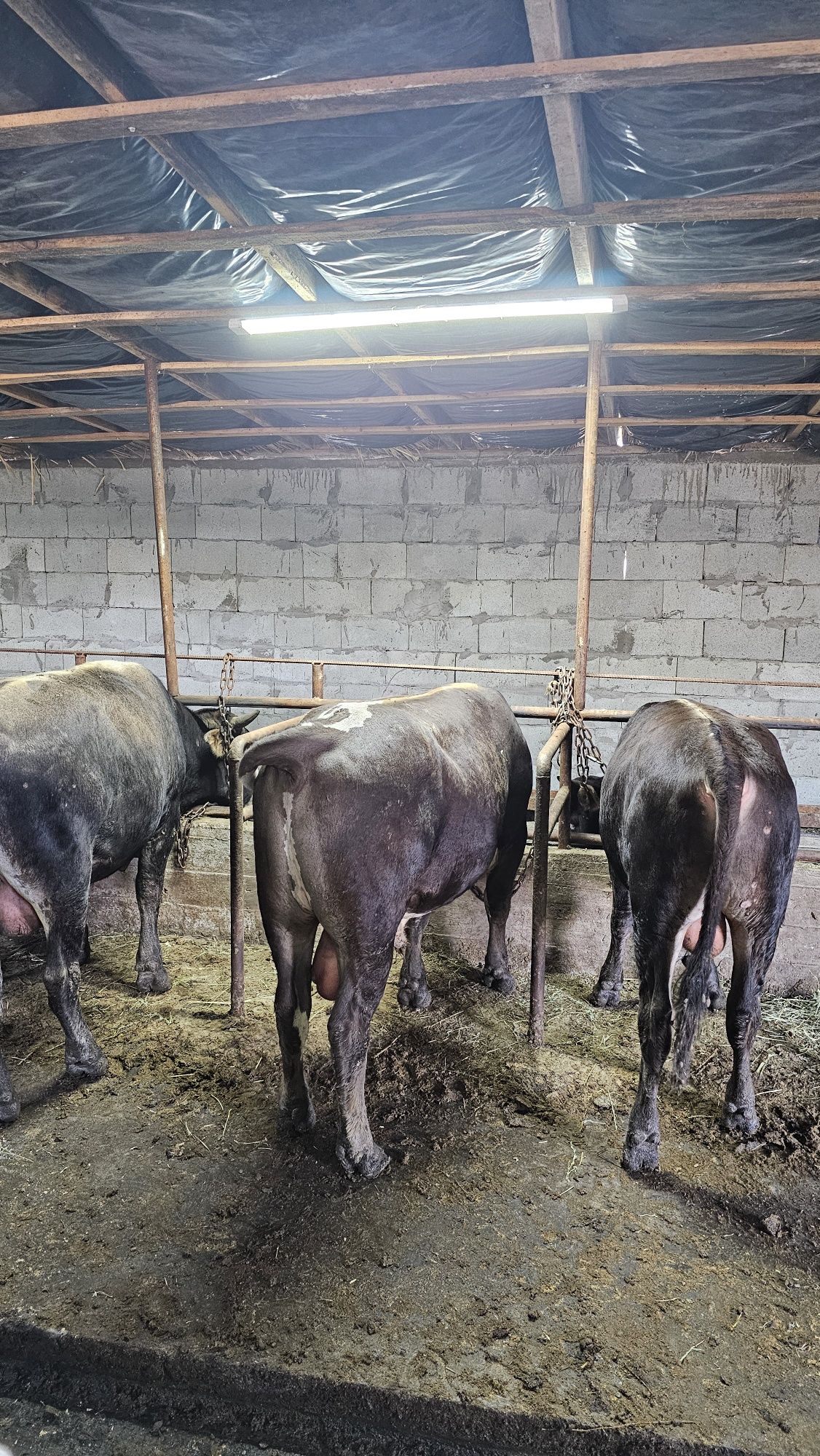 Продам 14 голову быков