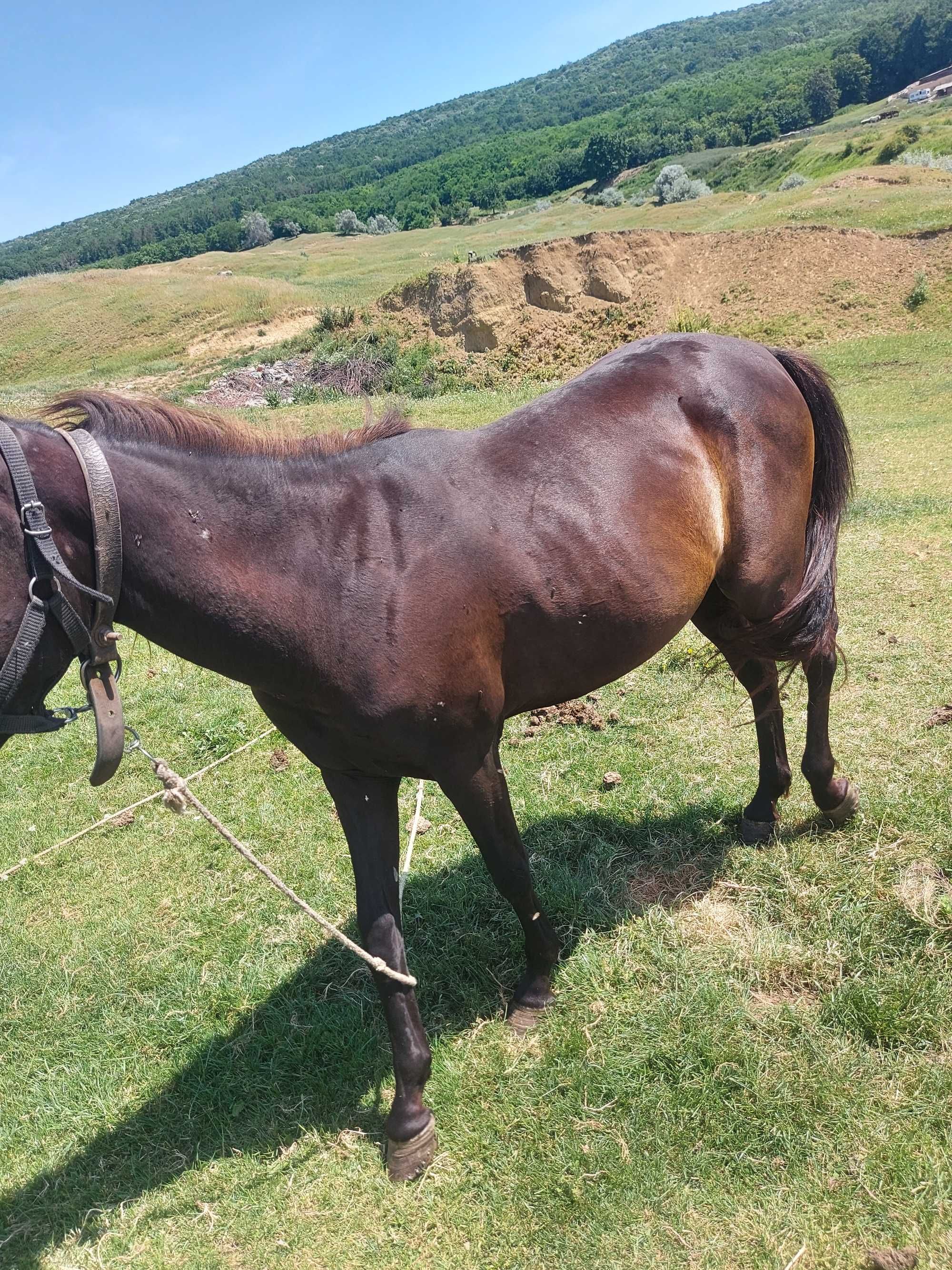 De vanzare manza de 2 ani manz de 1an si 4 luni si vaca pentru abator