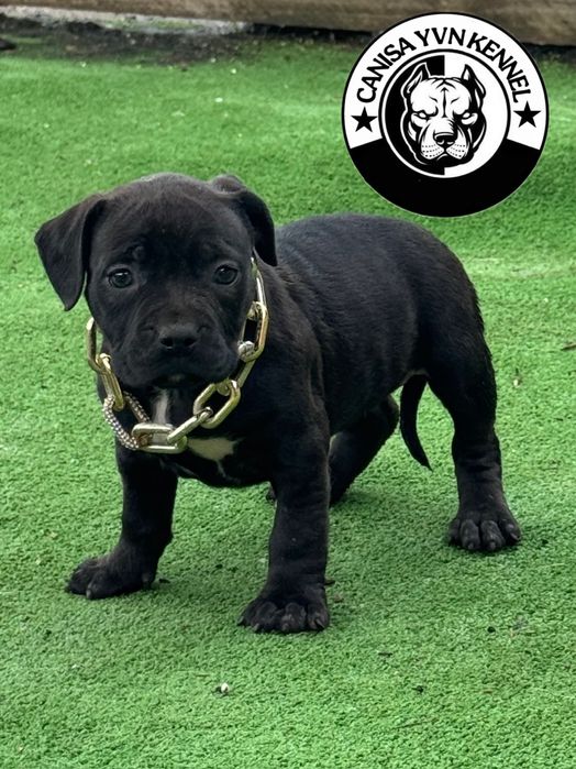 Femela amstaff neagra