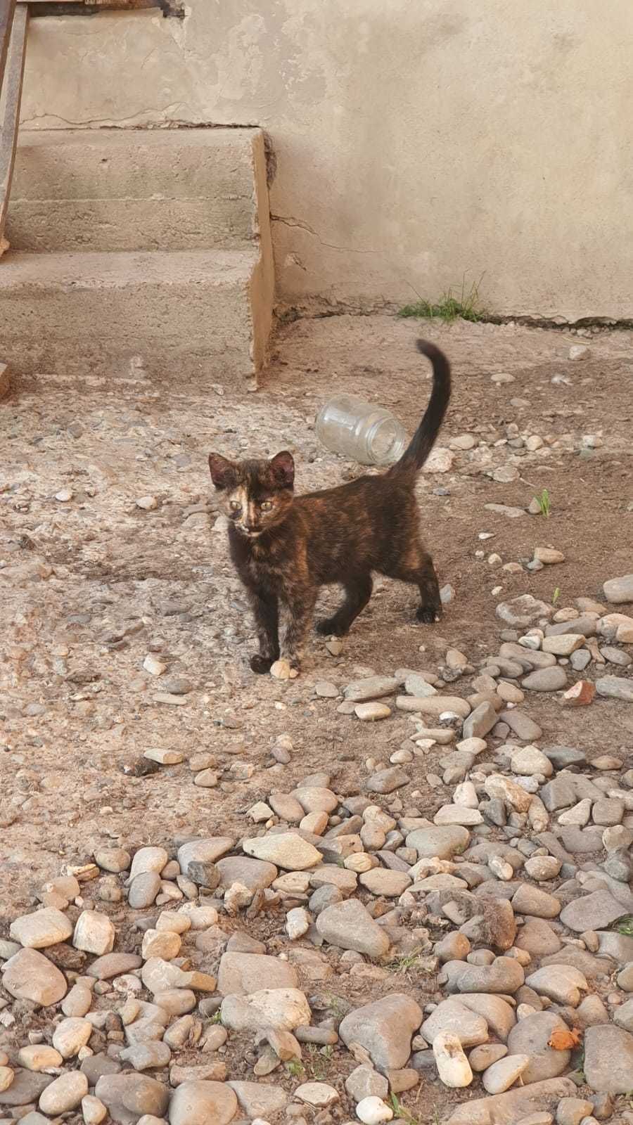 Donez pisici si caini