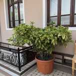Aucuba japonica — Yorqin va nafis  gul!