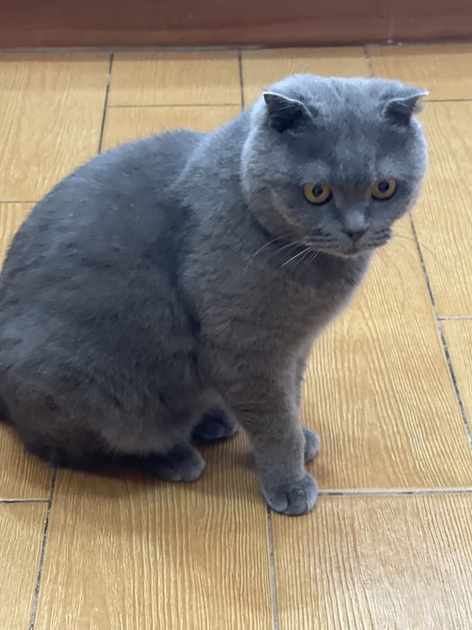 Отдам кота в добрую семью