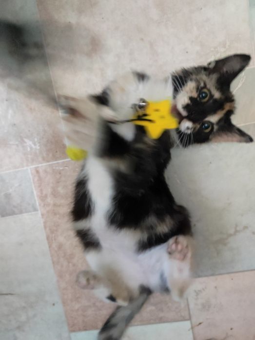 Котенок 3месяца девочка