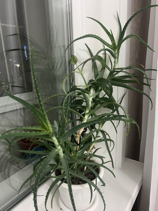 Продам алоэ 3 года