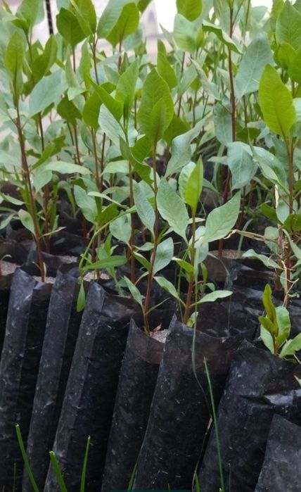 Xandon pista kochatlari bor.