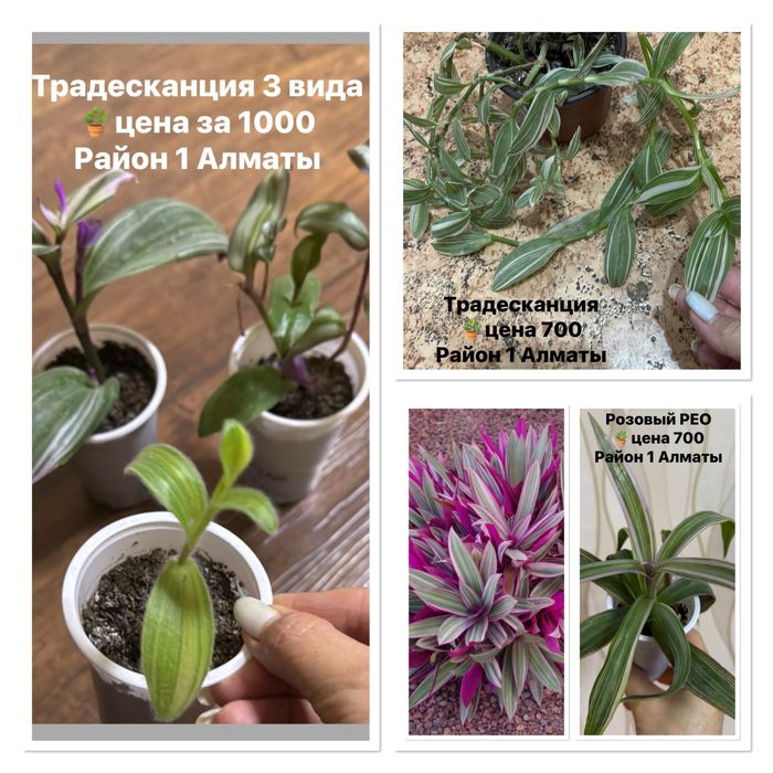 Продам комнатные цветы