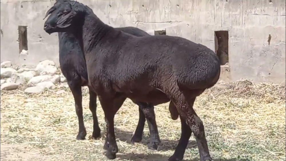 Qassob xizmati marhamat