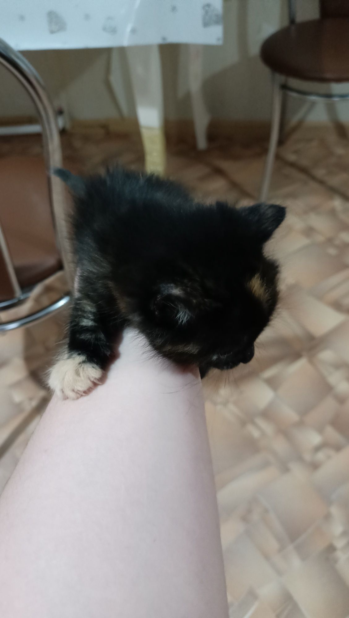 Отдам котят срочно разноцветные девочки