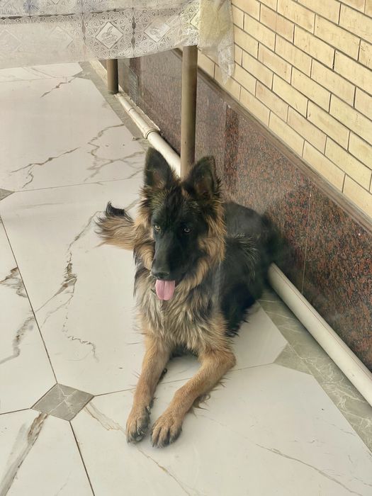 Продается длинношерстная немецкая овчарка. Возраст один год, Девочка!!