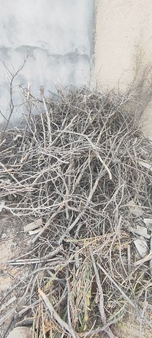 Oʻtin bor,bir labo moshiniga sigadi,evaziga 2 sotix er chopish kerak