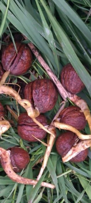 Infiintam livezi de nuci, aluni/aronia.650E subventie>RO