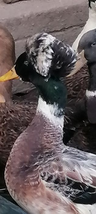 Rate motate talie mare