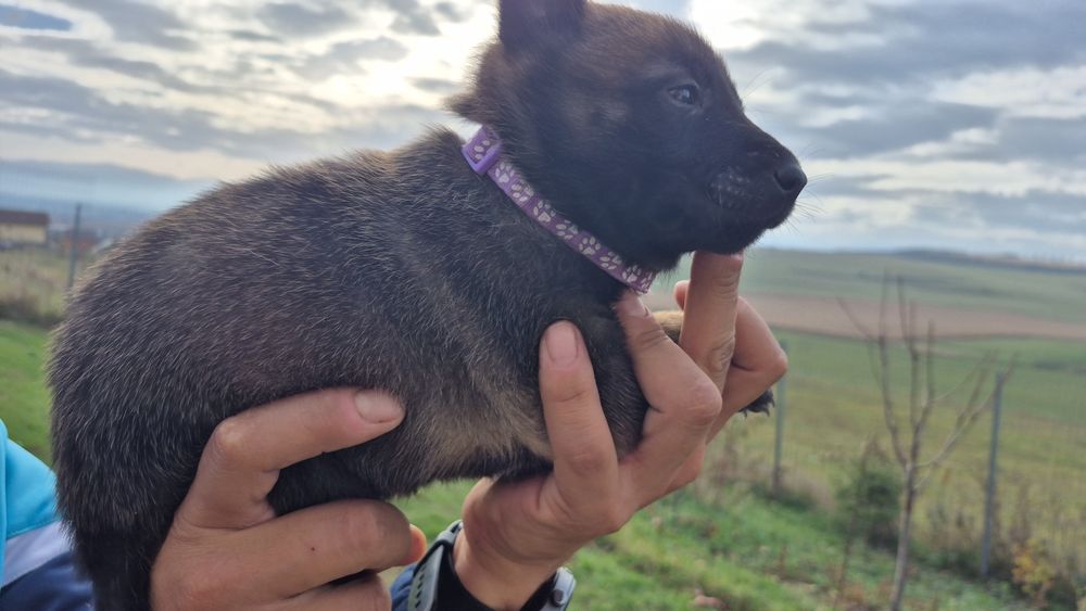 Femela ciobanesc belgian malinois pedigree
