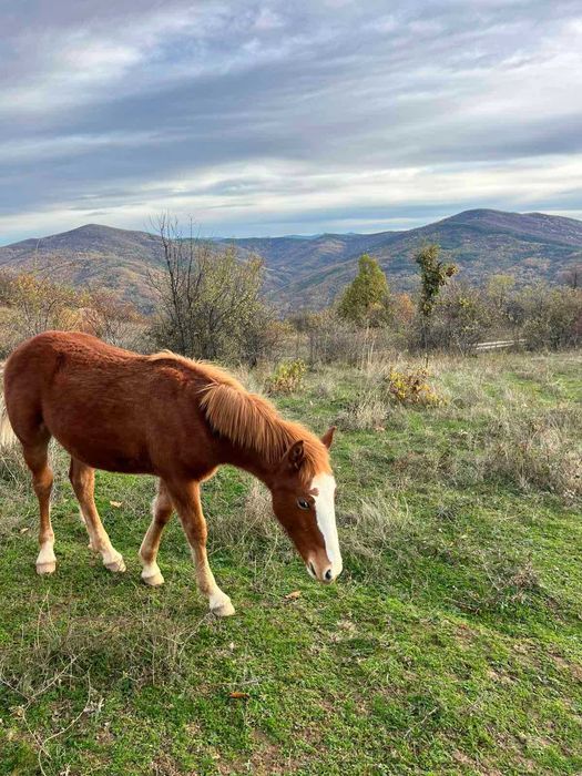 Продавам мъжки кончета