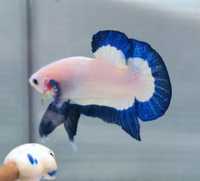 Рыбки Петушки Blue rim