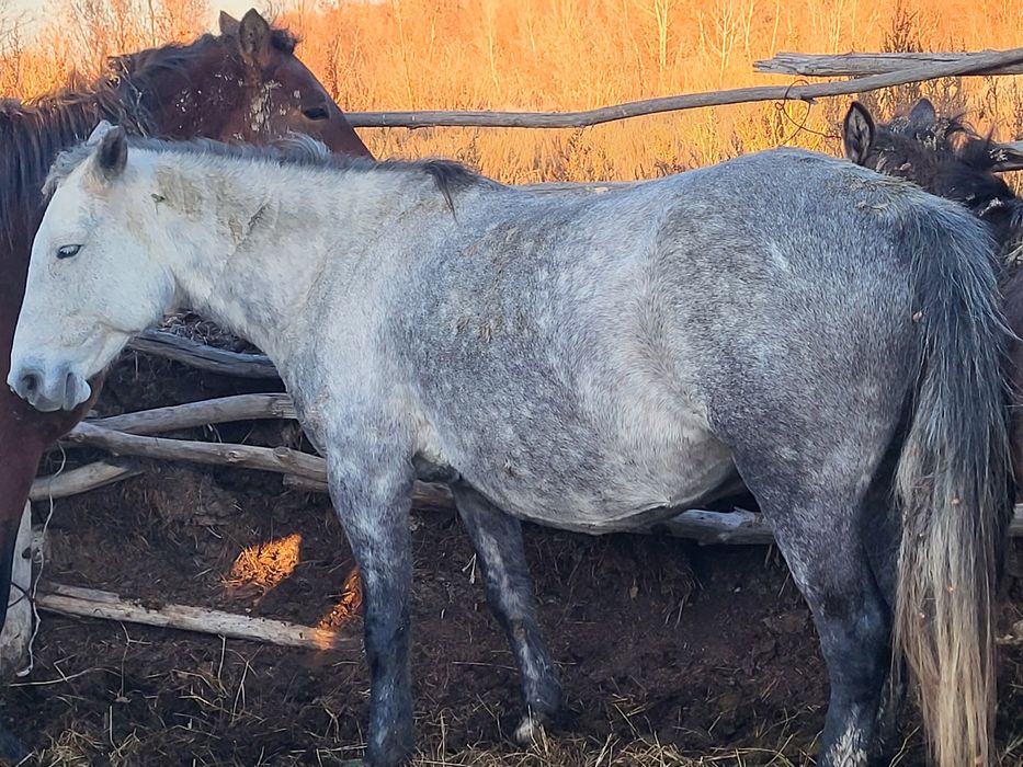 Продам  кобыла жерёбая.