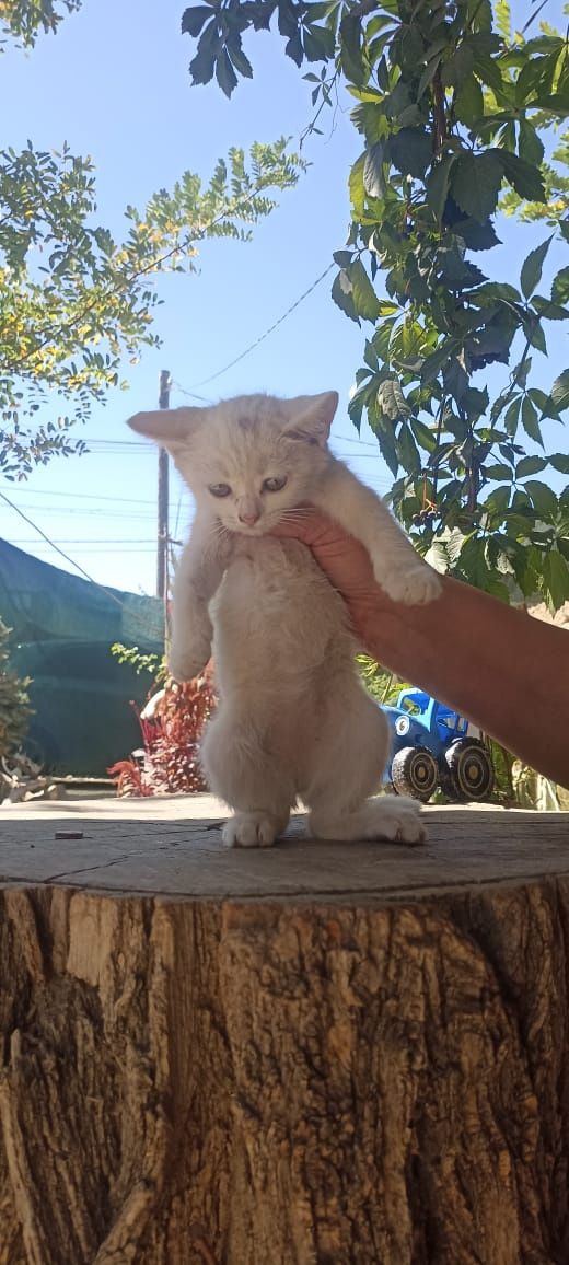 Красивые белые котята