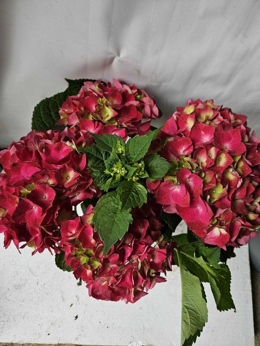 HORTENSII de gradina. Paniculata, Macrophylla diverse culori si soiuri