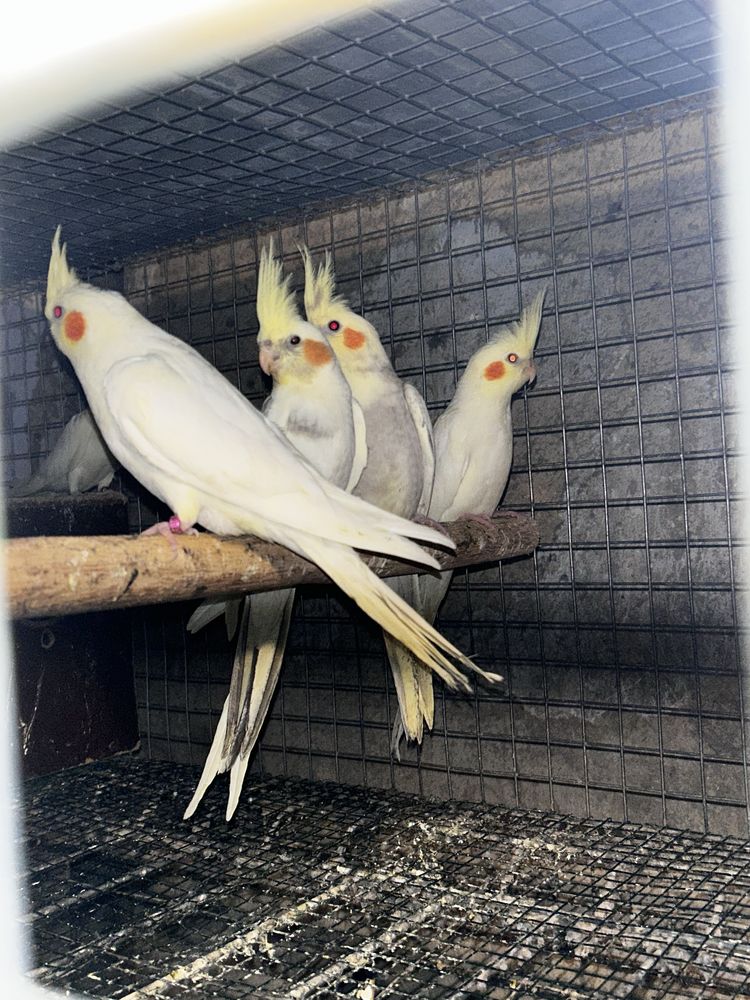 Disponibili papagali diferite rase
