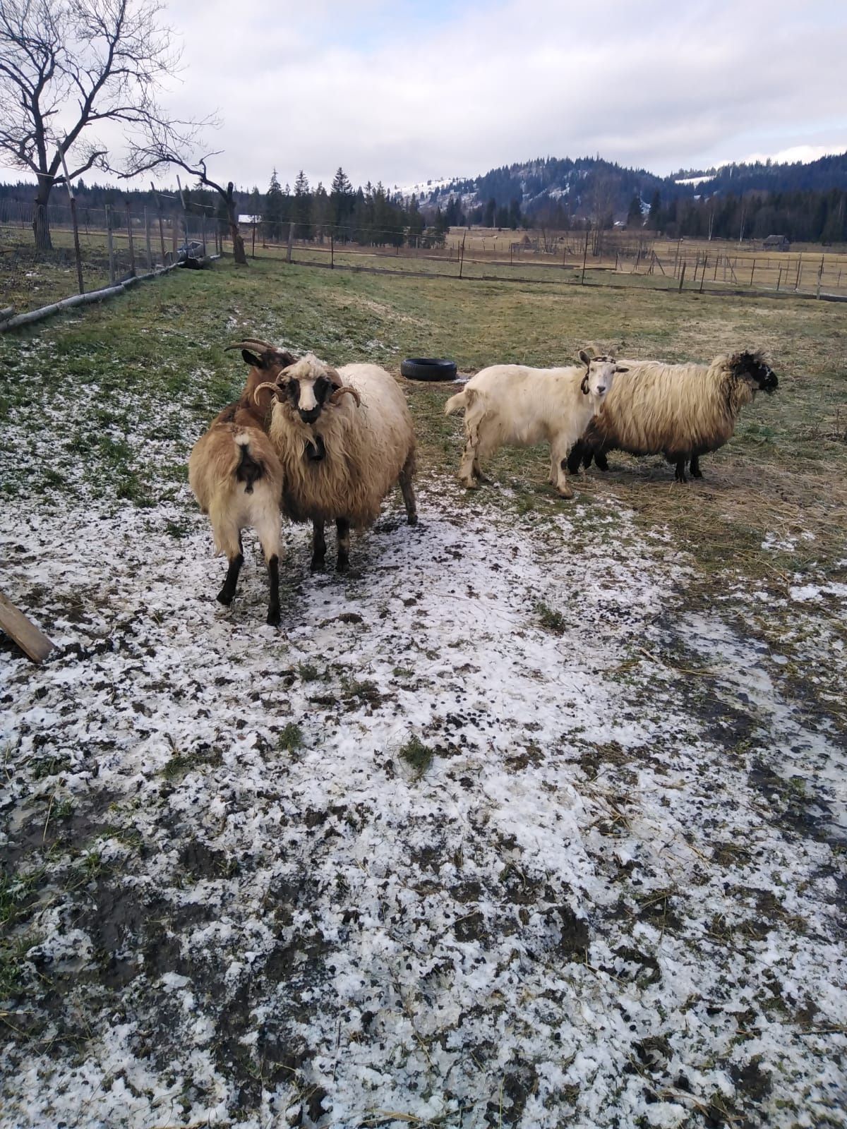 Vând un berbec tanar