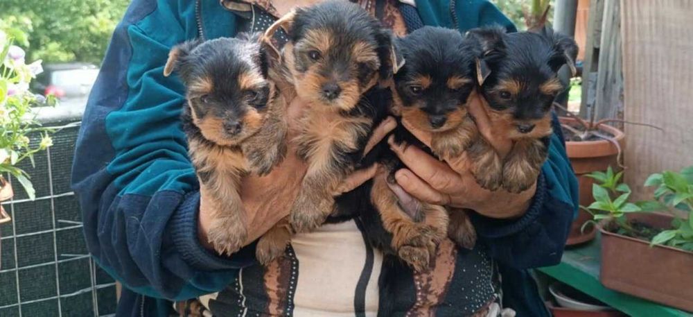 Йоркширски териер йорки свободни