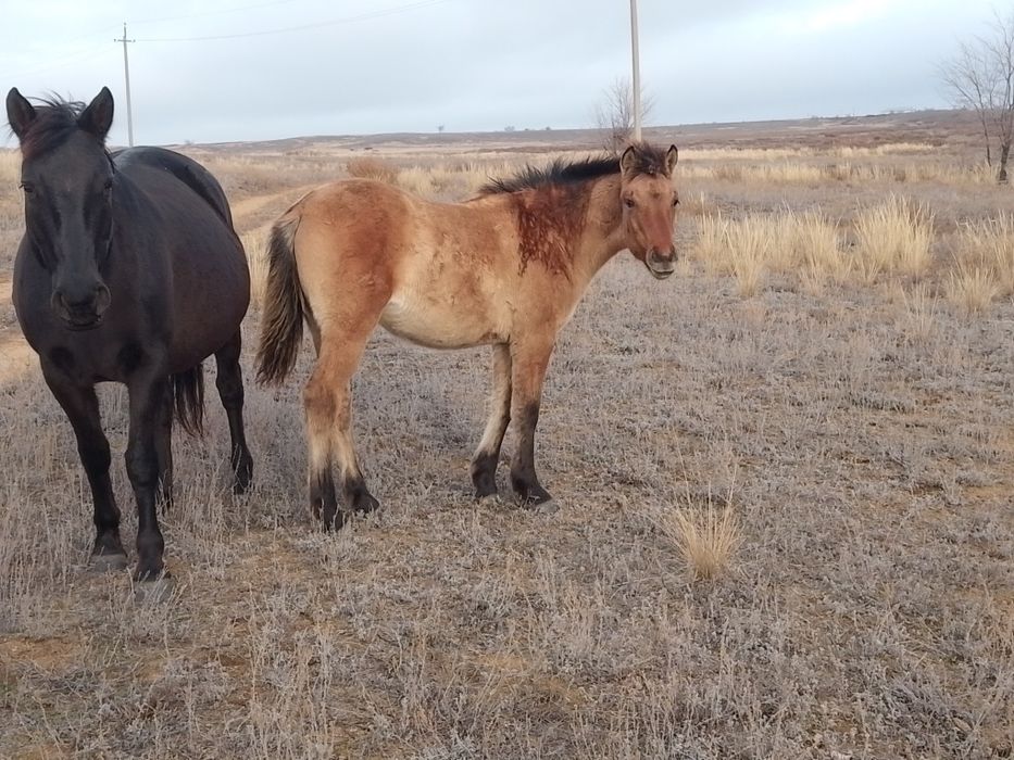 Жабаглар ургашы сатылады