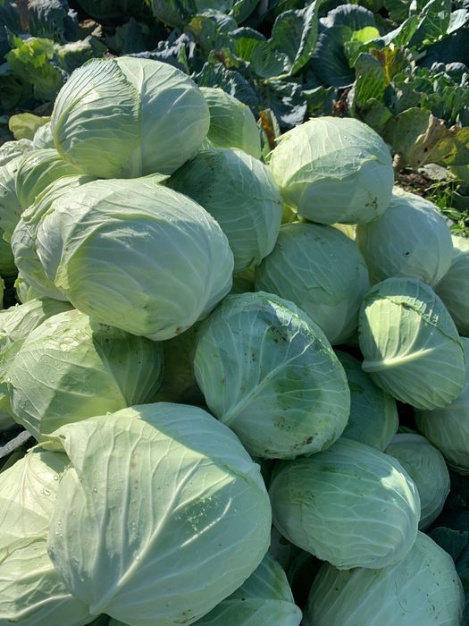 Varza Beverly Socodor