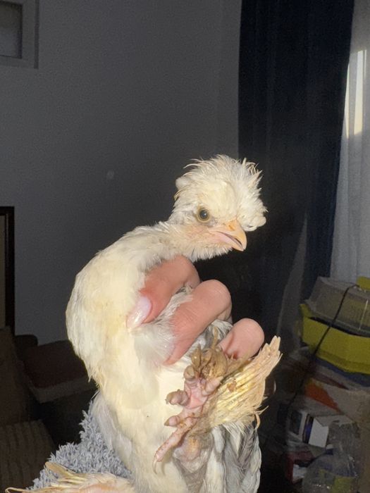 Struma Bantam: Pui motati si incaltati
