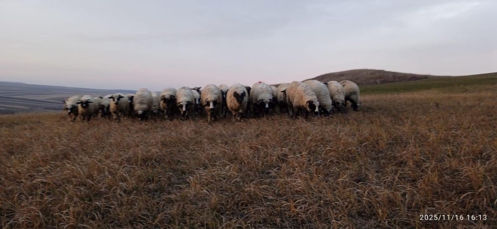 Vând 75 de mieluțe breze