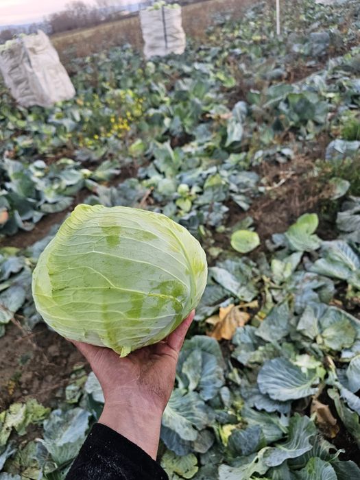 Varza plata taiat proaspat calitate superioara pentru murat,pastrare