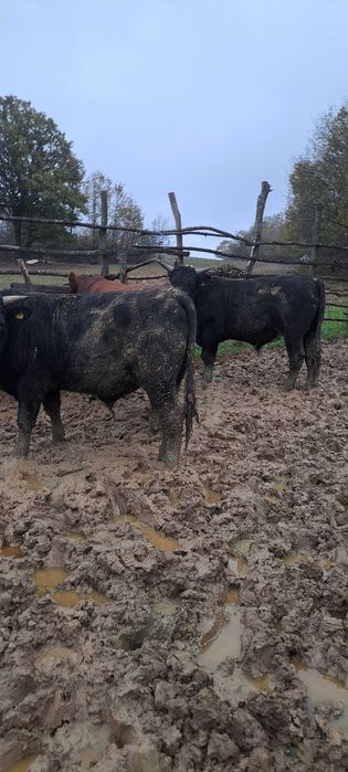 Продадени са животните