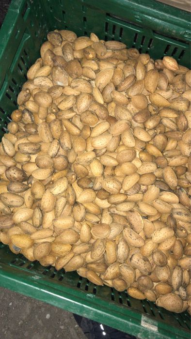 Migdale bio in coaja productie 2025