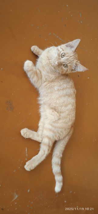 Отдам в добрые руки кошечку