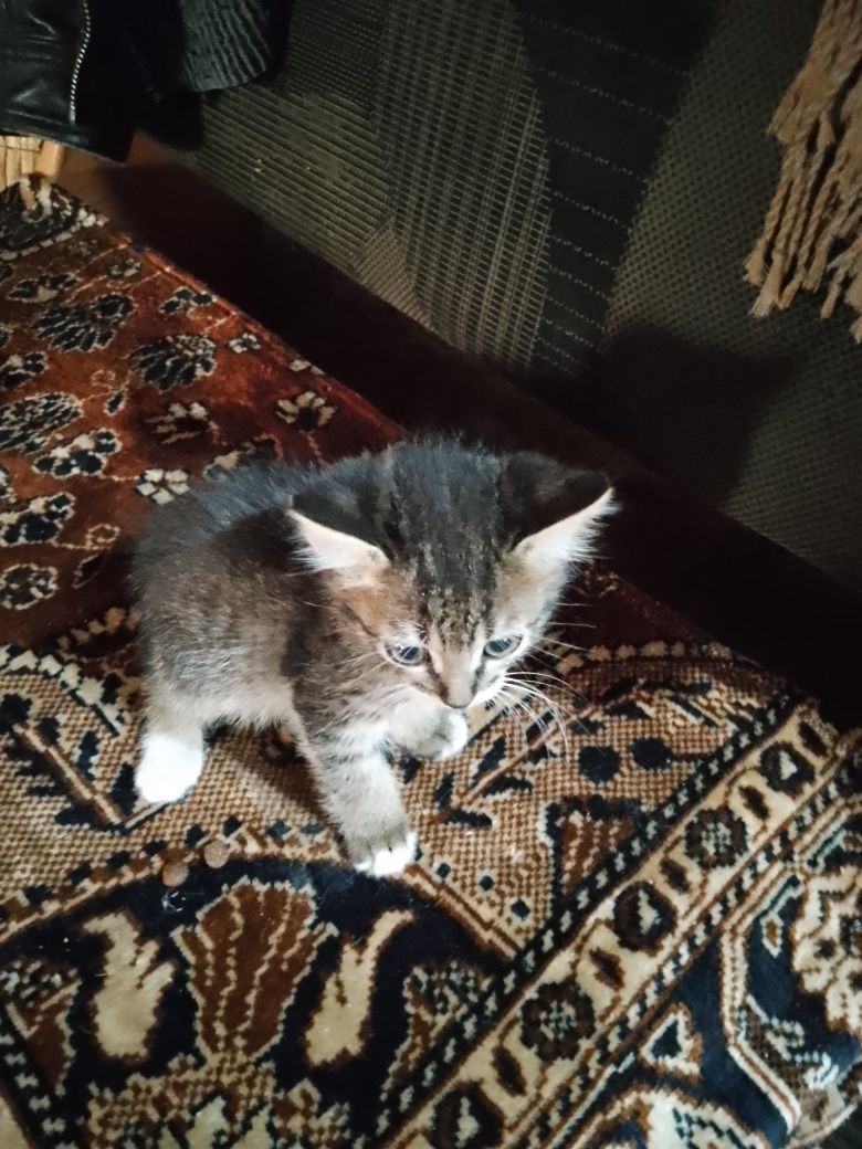 Котята бесплатно