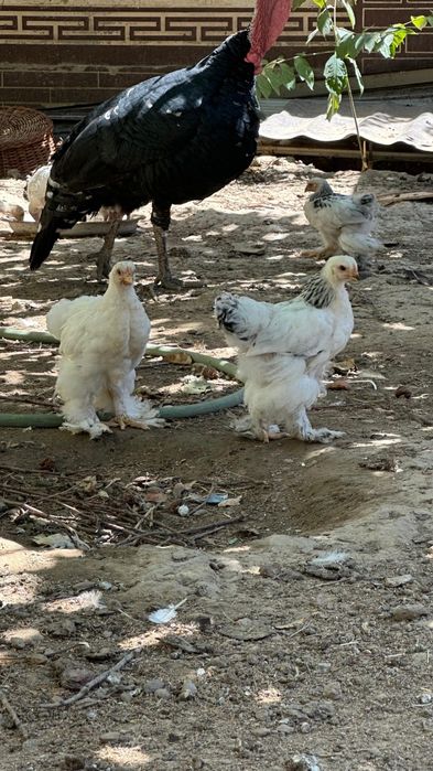 Цыплята чистокровных брамы