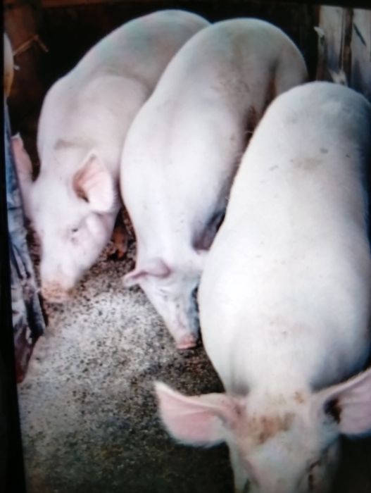 vind puicuțe de rasă Brahman