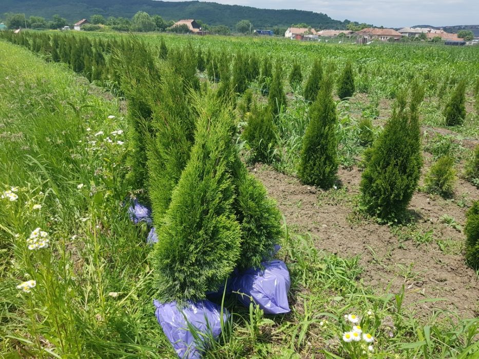 Leylandii / Tuia Smaragd / Laur Englezesc Novita / Photinia Red Robin