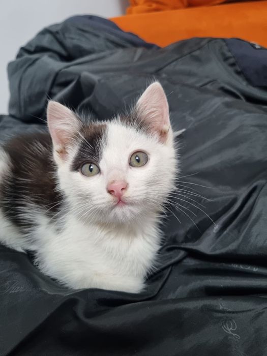 Отдам даром котенка