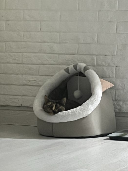 Отдадим кошку в добрые руки