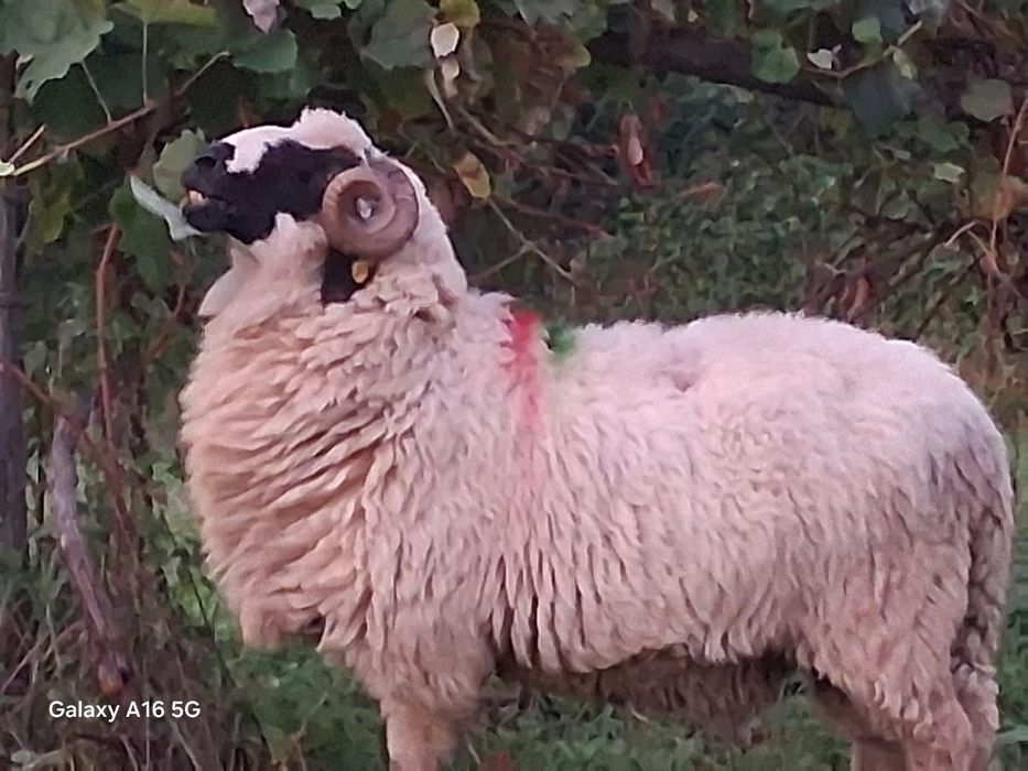 Berbec stramior disponibil foc și schimb cu oii