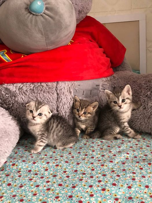 Британский катят 3 мец продаю срочно